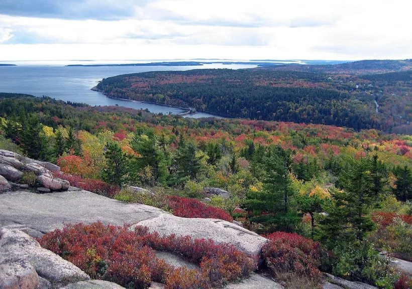 Landscape view of Trees and Sea in the Acadia National Park
